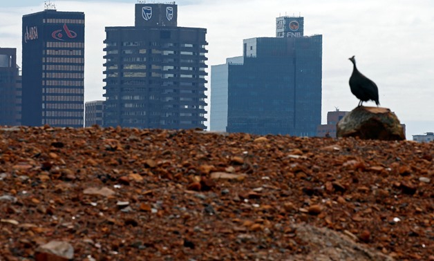  A Guinea fowl is seen with the buildings with the logos of three of South Africa's biggest banks. Picture taken August 30, 2017. REUTERS/Mike Hutchings