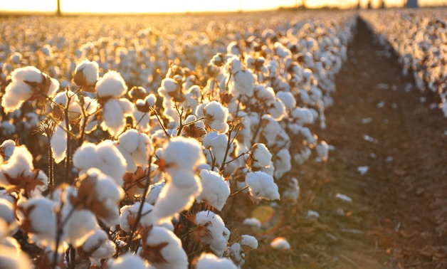 Long Staple Cotton - File Photo/ Wikimedia Commons