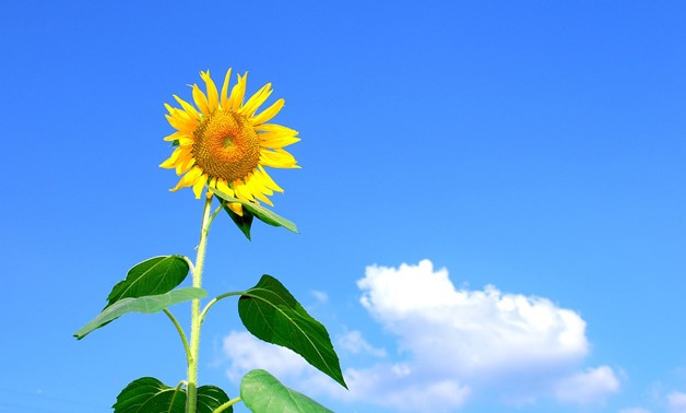 Summer Sunflower - Foulline - Pixabay