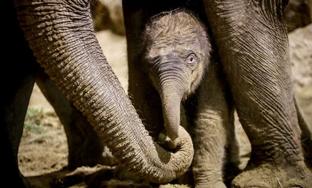 A newborn Asian elephant is pictured at Pairi Daiza wildlife park, a zoo and botanical garden in Brugelette, Belgium September 19, 2017. Courtesy Pairi Daiza/Benoit Bouchez/Handout via REUTERS THIS IMAGE HAS BEEN SUPPLIED BY A THIRD PARTY. NO RESALES. NO 