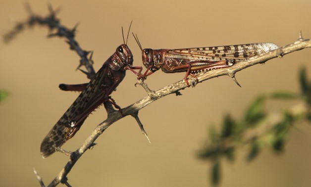Locusts - Reuters 