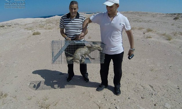 A red fox released into Ras Mohamed National Park – Youth Love Egypt Foundation Facebook page  