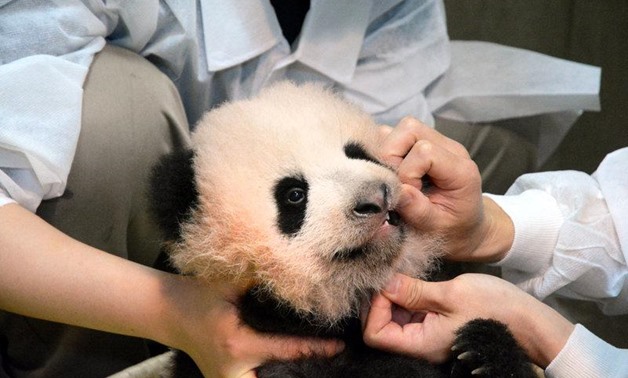 A panda cub named Xiang Xiang, born from mother panda Shin Shin, is seen at Tokyo's Ueno Zoological Gardens in this handout photo taken and released by Toky Park Society on September 20, 2017. Tokyo Zoological Park Society/Handout via REUTERS