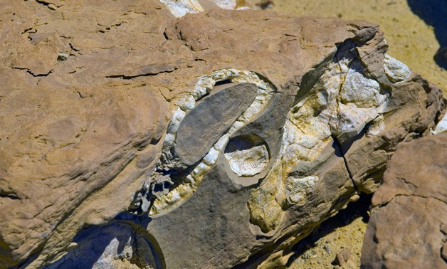 A whale's fossils in Fayoum- Wikimedia commons