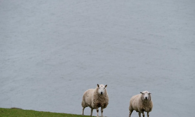 Sheep are seen in front of the shores of Carlingford Lough in Omeath, Ireland, February 17, 2017. REUTERS/Clodagh Kilcoyne