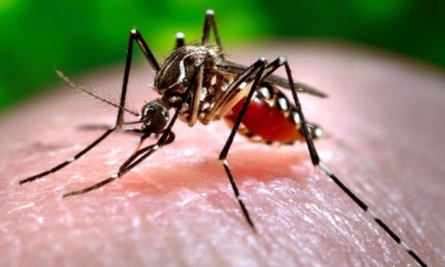 3 suspected to be infected with dengue fever in Aswan - File Photo