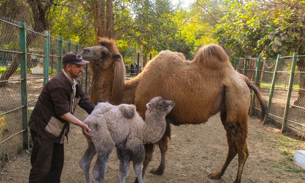 Camels at the Giza Zoo – Maher Eskandar
