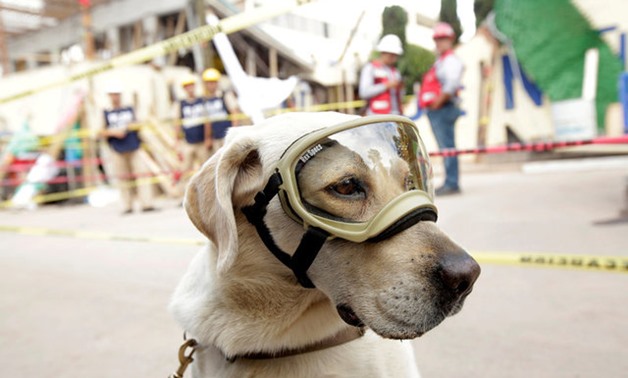 Rescue dog Frida looks on while working after an earthquake in Mexico City - REUTERS