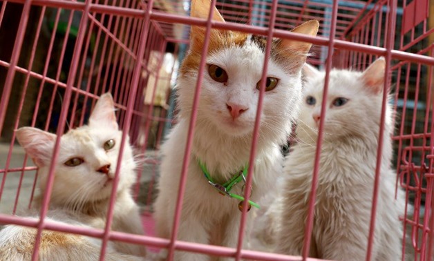 Cats are seen at a shelter in the Iraqi capital Baghdad on September 20, 2017. Homeless animals typically face cruelty or even extermination on the streets of the city, but now some pet lovers are looking to use social media to change attitudes and find l