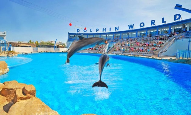 Dolphin World- The Best Places of Egypt Face book Page