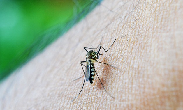 Dengue mosquito - Pixabay