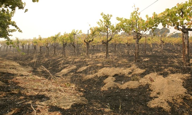 Grape vines sit among the scorched ground ot the Robert Sinskey Vineyard in Napa - REUTERS