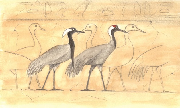 Cranes from the Fifth Dyansty mastaba of Ti, Saqqara, with one Demoiselle Crane (left) and one Common Crane(right)