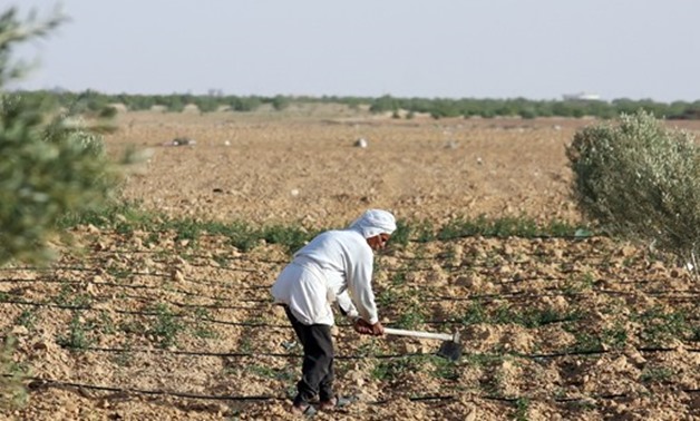 FILE - Egyptian farmer cultivating a land in the desert 