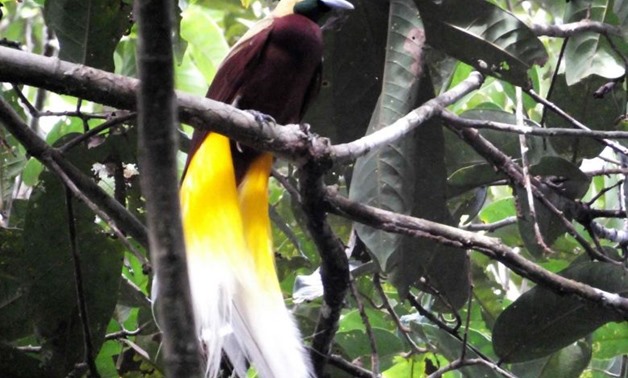 A bird-of-paradise, known locally as a cendrawasih bird, in Sorong's Malagufuk village. PHOTO: AFP