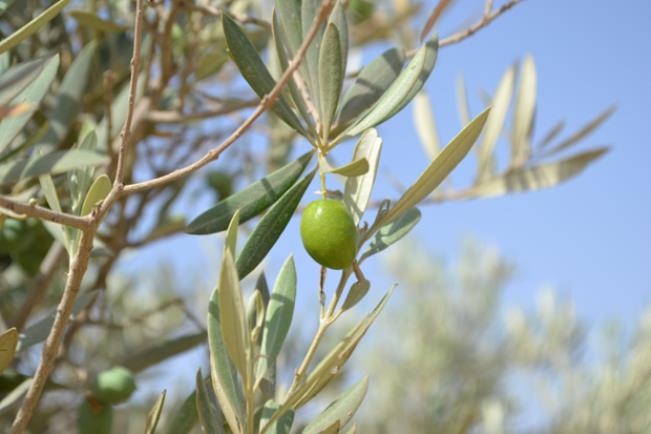 bustan aquaponics olive tree
