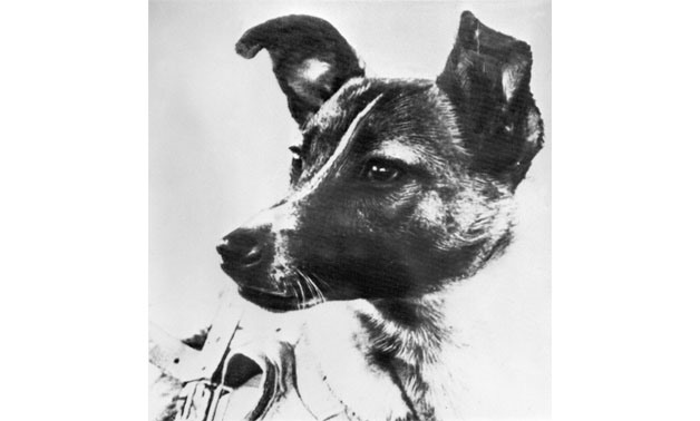 Laika, a former street dog, made history by blasting off in to space on a one-way journey as the first living creature to go into orbit
