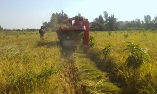 FILE - Rice agriculture in Egypt 