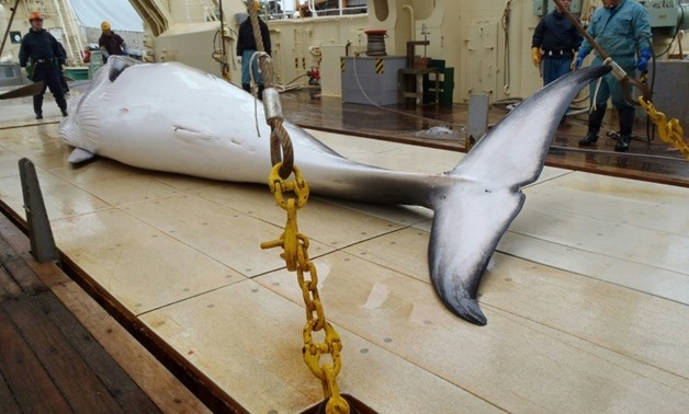 Japan hunts whales under a loophole in an international moratorium that allows for scientific research, but makes no secret of the fact that the animals' meat ends up on dinner tables - AFP/File / Institute of Cetacean Research
