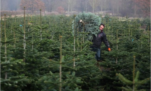 Farmer Guy French carries a freshly harvested Christmas tree through a Christmas tree field at Wick Farm in Colchester, Britain, November 29, 2017. REUTERS/Hannah McKay