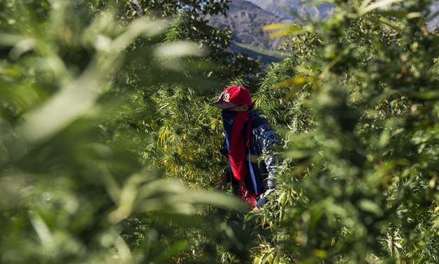 A masked farmer walks in a cannabis field near the town of Ketama in Morocco's northern Rif region on September 13, 2017. Moroccan law bans the sale and consumption of the drug. But that hasn't stopped farmers in Ketama growing vast plantations of it, pro