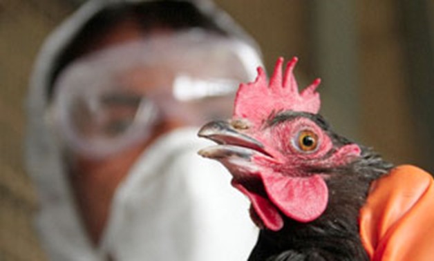 FILE – Chicken infected with bird flu