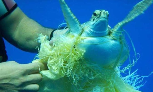 Sea turtle stuck in the plastic bag freed by Egyptian diver – Photo taken by a tourist 