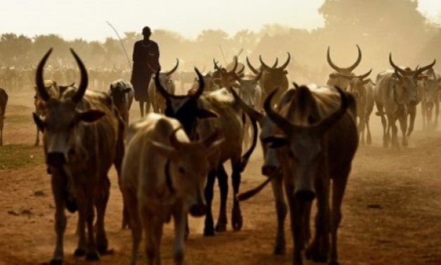 © AFP/File | Rival pastoralist communities in South Sudan have a long and bloody history of tit-for-tat raids in which cattle are rustled and property looted

