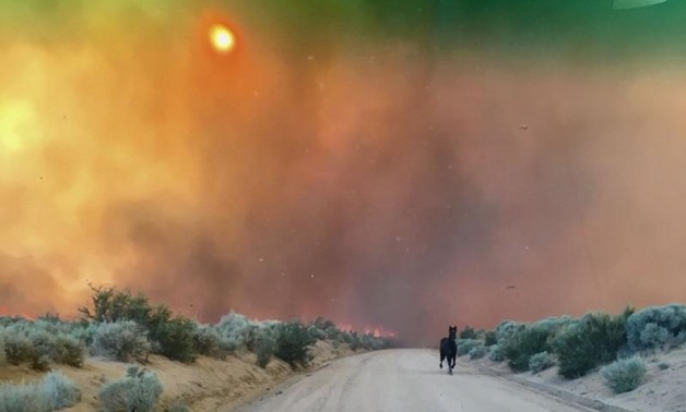 A horse runs from burning grasslands of the Long Valley fire near Doyle, California, July 13. Lassen County Sheriff's Office/via REUTERS