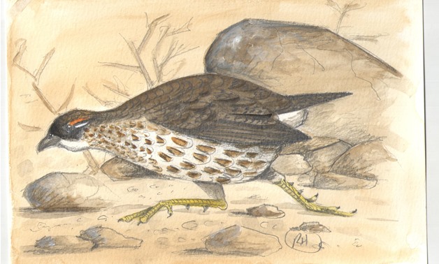 Sketch by Richard Hoath - Djibouti Francolin with acknowledgments to Norm Arlott