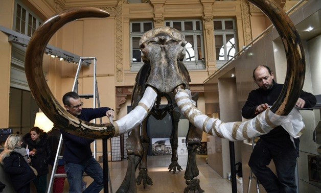Woolly mammoths were once among the most common herbivores in North America and Siberia, but came under threat from increased hunting pressure and a warming climate
