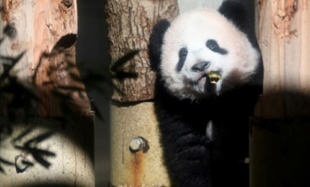 © AFP | The panda cub's name Xiang Xiang is derived from the Chinese character for "fragrance"
