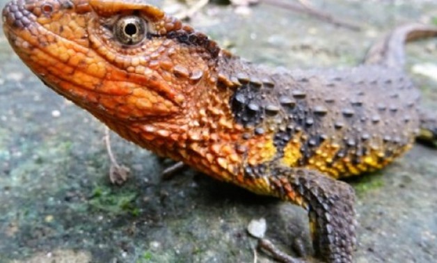 © WWF/AFP | The Crocodile Lizard is a scaly reptile that hails from northern Vietnam's evergreen forests
