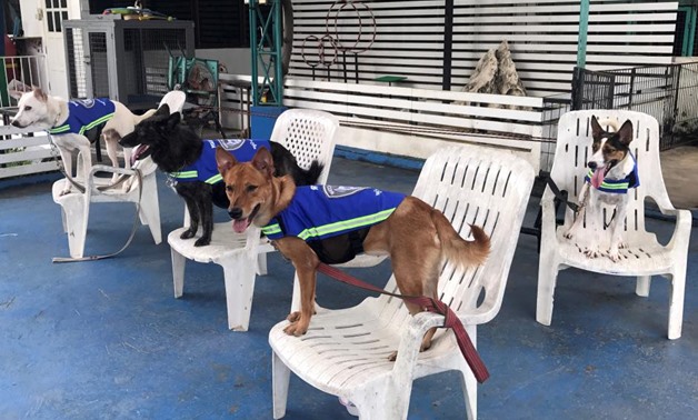 Dogs are seen wearing 'smart vests' which have a hidden video camera inside in a dog trainning centre in Bangkok, Thailand August 31, 2017. Picture taken August 31, 2017. REUTERS/Juarawee Kittisilpa