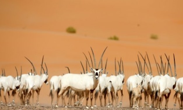 Arabian Oryx seen in a sanctuary in the United Arab Emirates, across the border from Oman where a reserve holding the rare creatures has been opened to the public - AFP/File / by Khaled Orabi