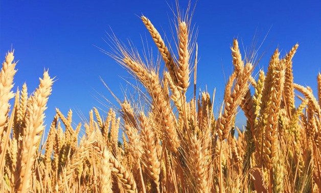 Wheat - Creative Commons via Wikimedia commons