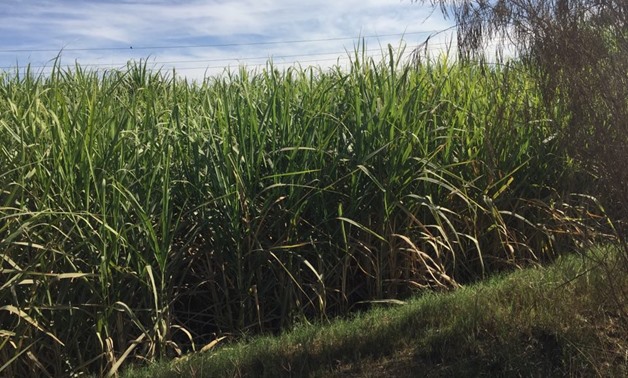 FILE -Sugar cane farms in Qena