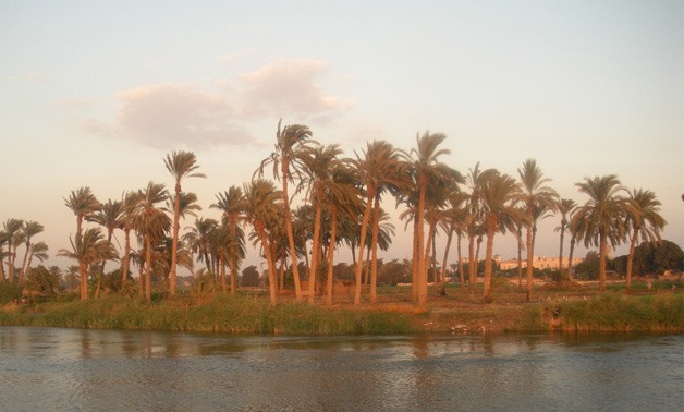 Palm trees on Egypt Nile rive - Creative Commons via Wikimedia Common