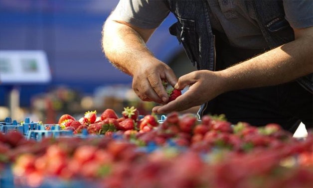 Containers with strawberries are seen on display at a local market in the village of Dvorets, some 220 km (137 miles) south of Minsk, June 12, 2013 - REUTERS/Vasily Fedosenko