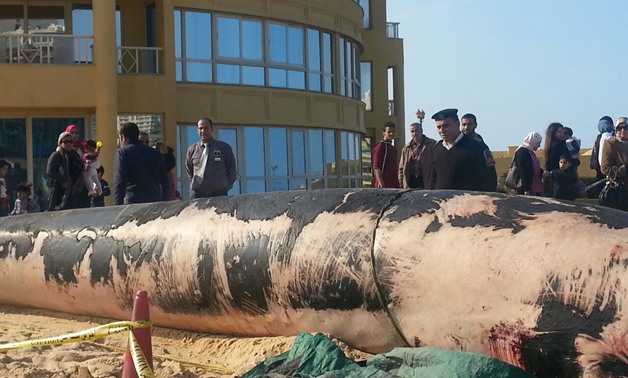 A fin whale was found dead ashore in the Rushdy district, Alexandria - Egypt Today/Asmaa Ali Badr