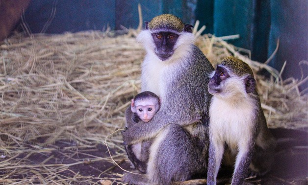 Monkeys in Giza Zoo - YOUM7/Maher Eskandar