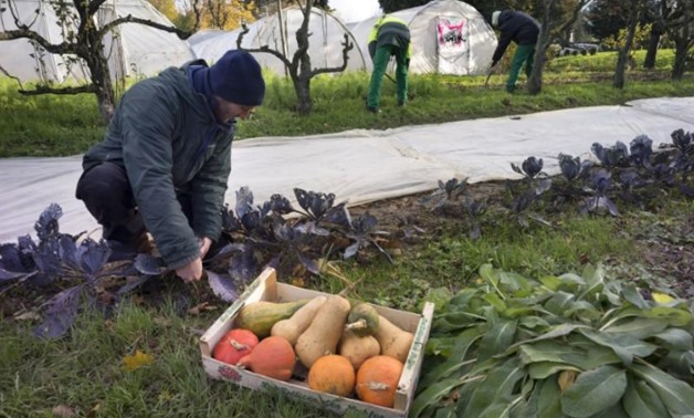 Members of the "Jardin du coeur" association pick vegetables at a garden in Francheville near Lyon November 26, 2013. REUTERS/Robert Pratta