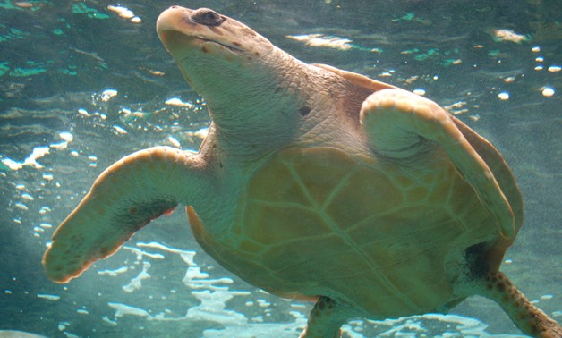 Sea Turtle - Creative Commons via Flickr/Freddie Brown