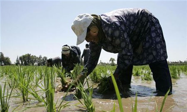 A laborer transplants rice seedlings in a paddy field in the Nile Delta town of Kafr Al-Sheikh, north of Cairo May 28, 2008 - REUTERS/Nasser Nuri
