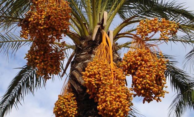 FILE – Dates' palms