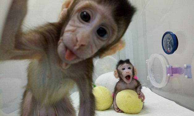 Cloned monkeys Zhong Zhong and Hua Hua are seen at the non-human primate facility at the Chinese Academy of Sciences in Shanghai, China January 20, 2018, in this handout picture provided by the Institute of Neuroscience of the Chinese Academy of Sciences.