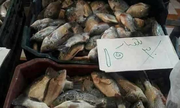 Price of tilapia reduced by 50 percent in a market in Ismailia governorate - Youm7/Mohamed Awad