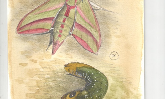 Elephant Hawkmoth-adult
Elephant Hawkmoth-caterpillar, with thanks to Neil Hewison