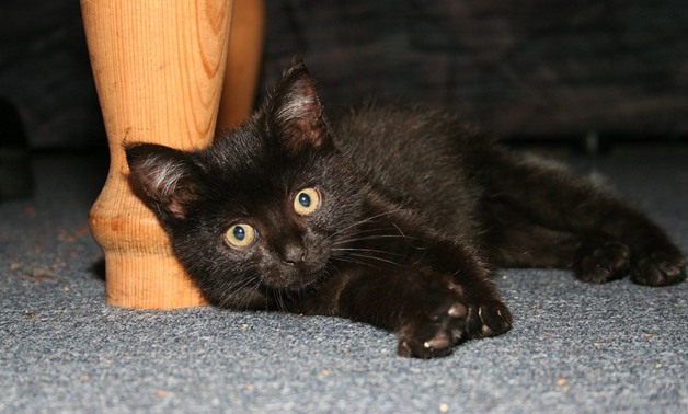 A black cat - CC via Pixabay