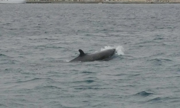 FILE: False killer dolphins spotted in Hurgada
